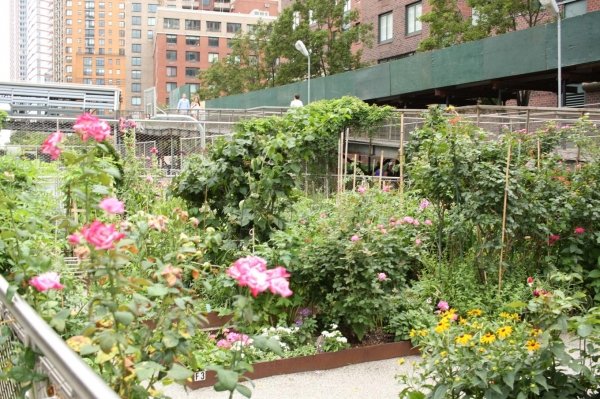 Коллективные сады-огороды в самом центре Нью-Йорка, на Манхеттане