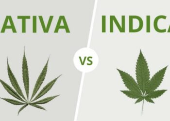 Медицинская и наркотическая марихуана: есть ли разница?
