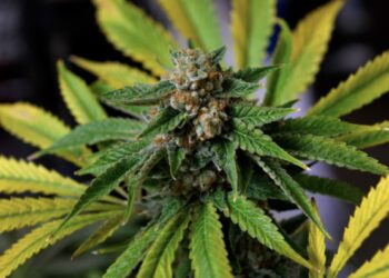 ТОПовые сорта марихуаны, которые применяются в лечебных целях