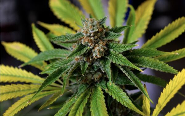 ТОПовые сорта марихуаны, которые применяются в лечебных целях